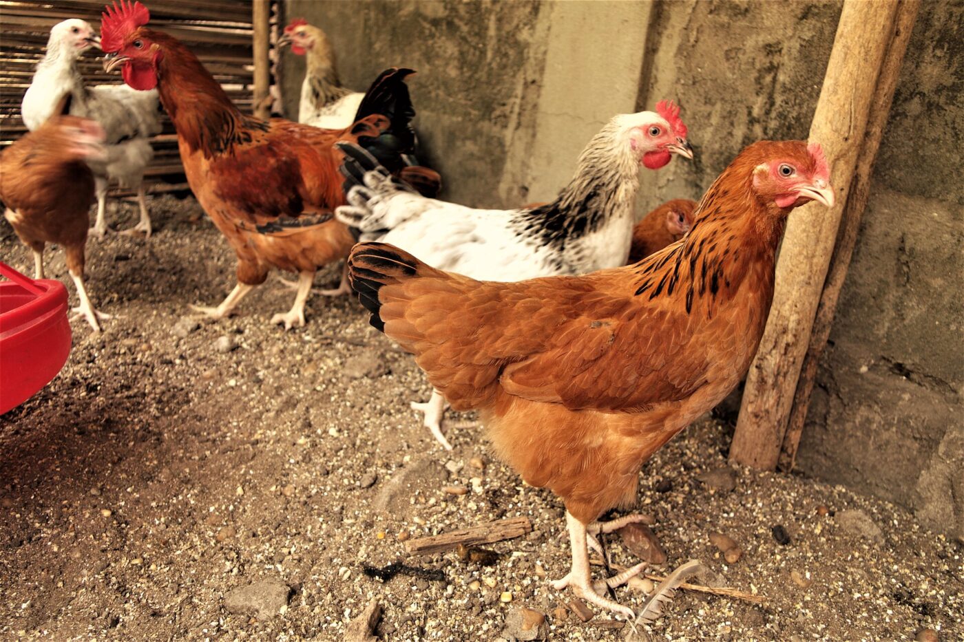 A mixed flock of chickens on bare ground next to a red plastic feeder.