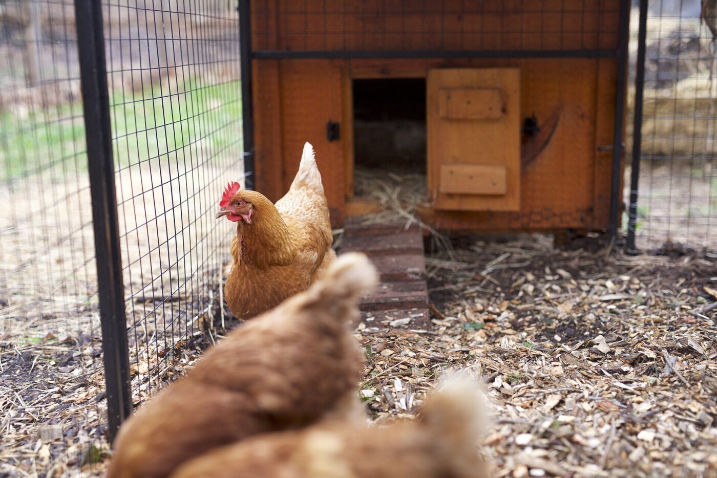 Brown hens in a wire-mesh run beside a wooden coop with an open door.