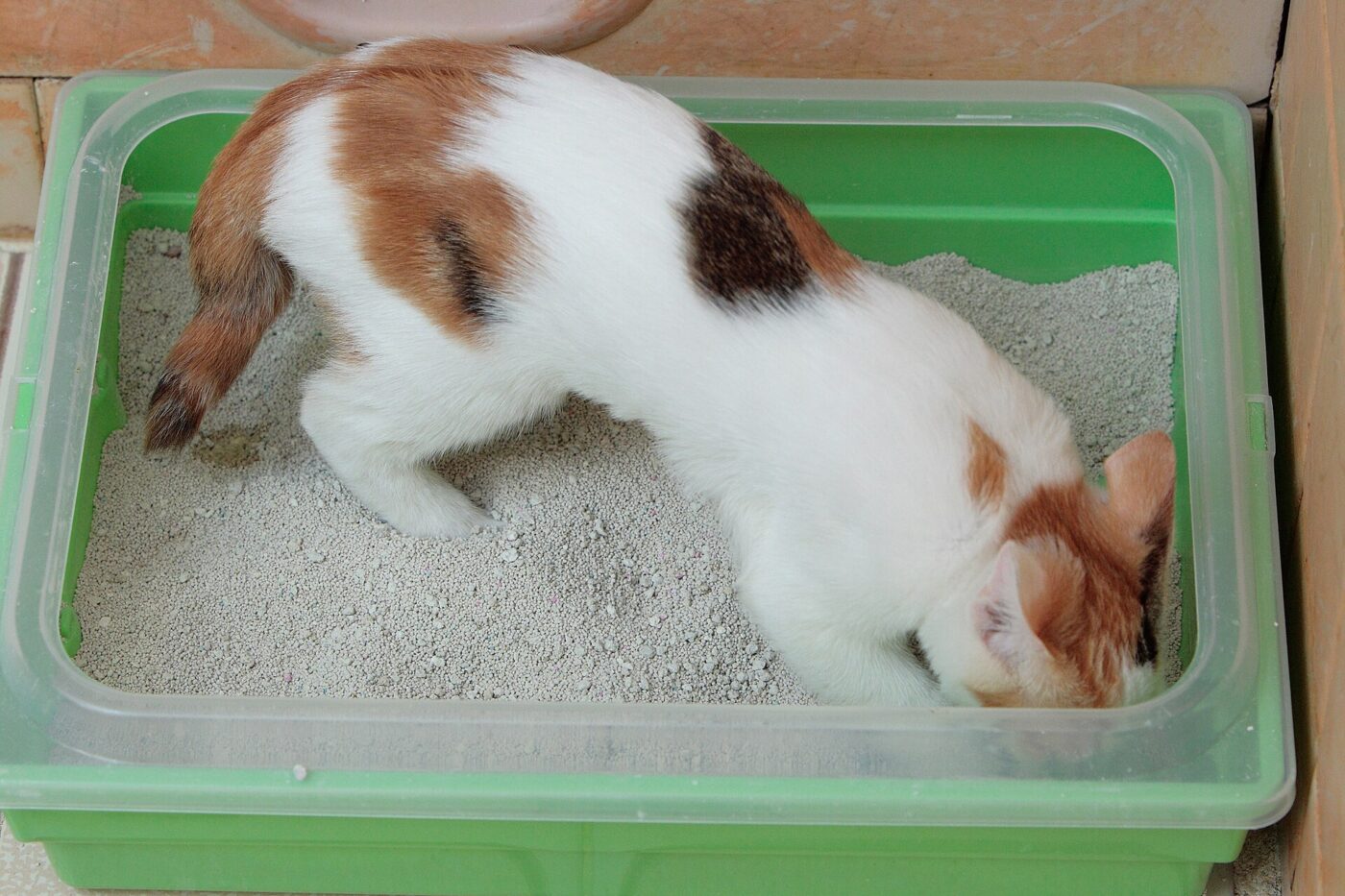 A calico kitten digging in a green plastic litter box filled with clumping litter.