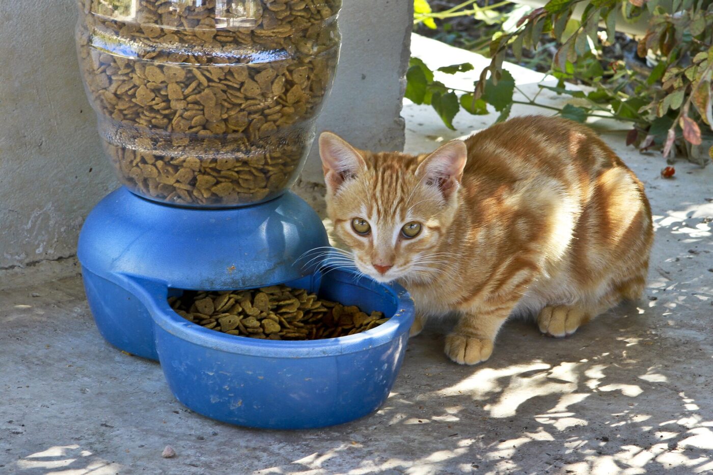 An orange tabby cat crouches beside a blue gravity feeder filled with dry cat food