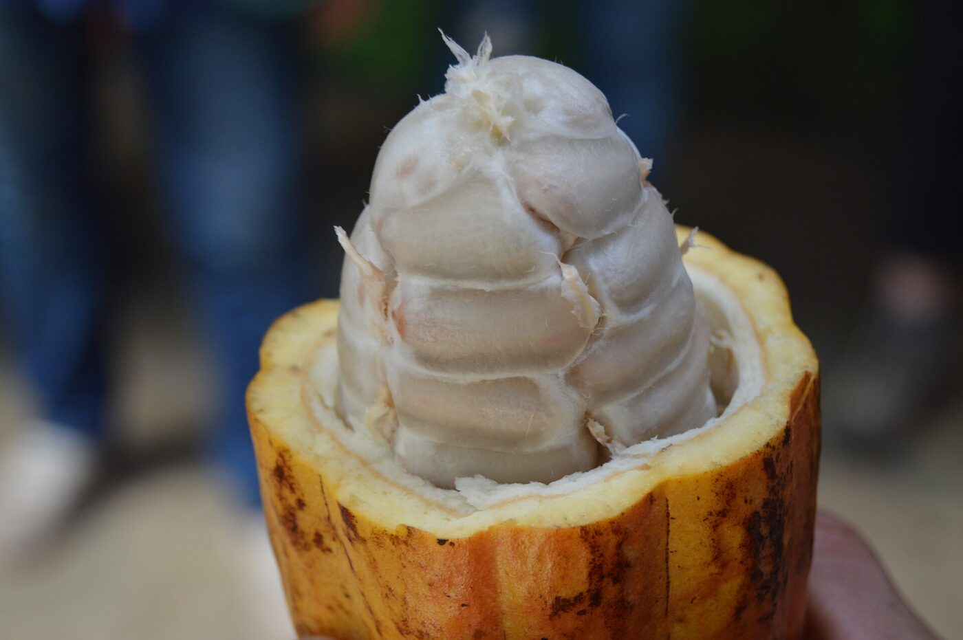 An opened cocoa pod showing the white pulp-covered cocoa beans packed inside