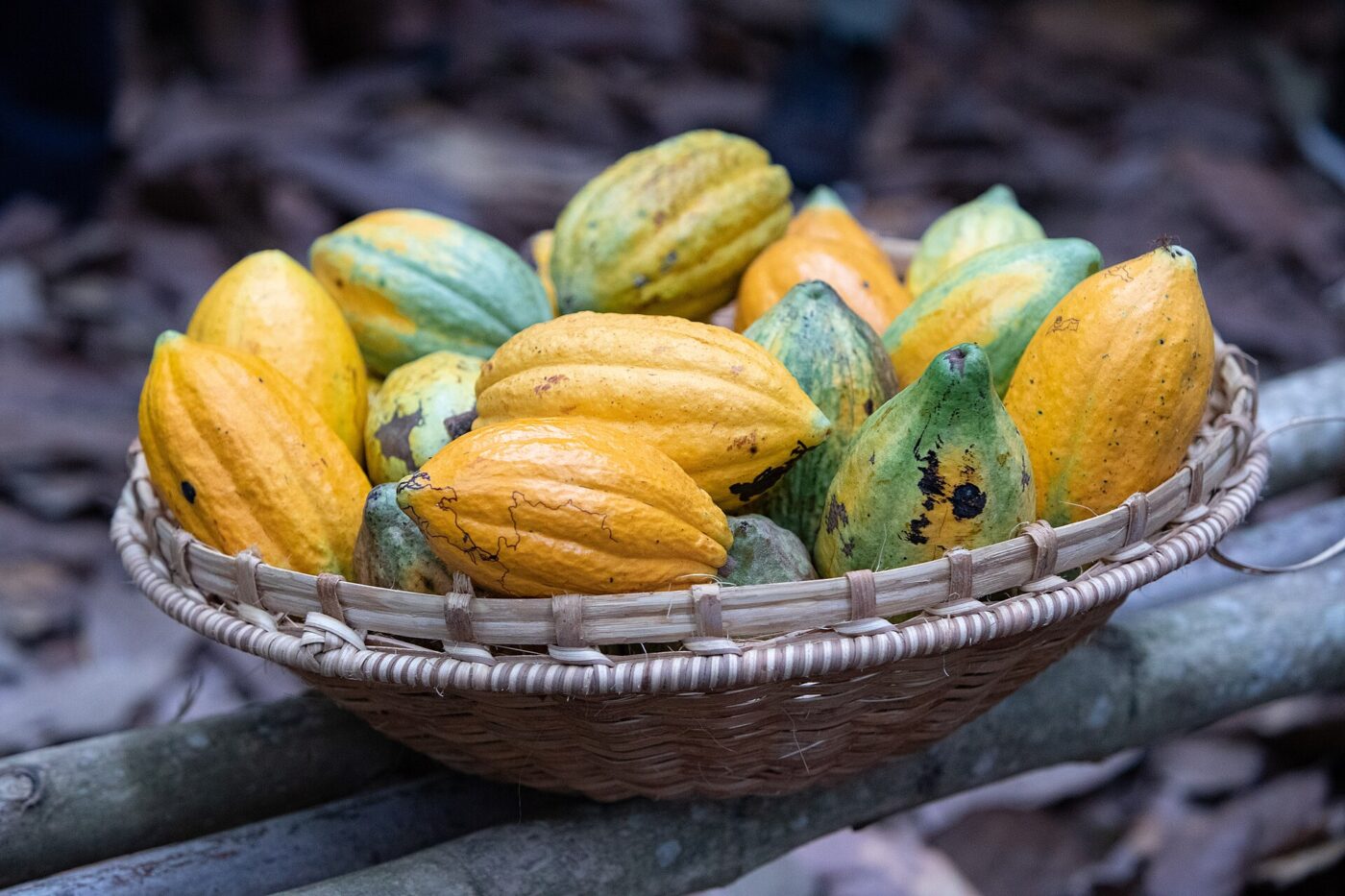 Ripe yellow and green cocoa pods piled in a woven basket outdoors