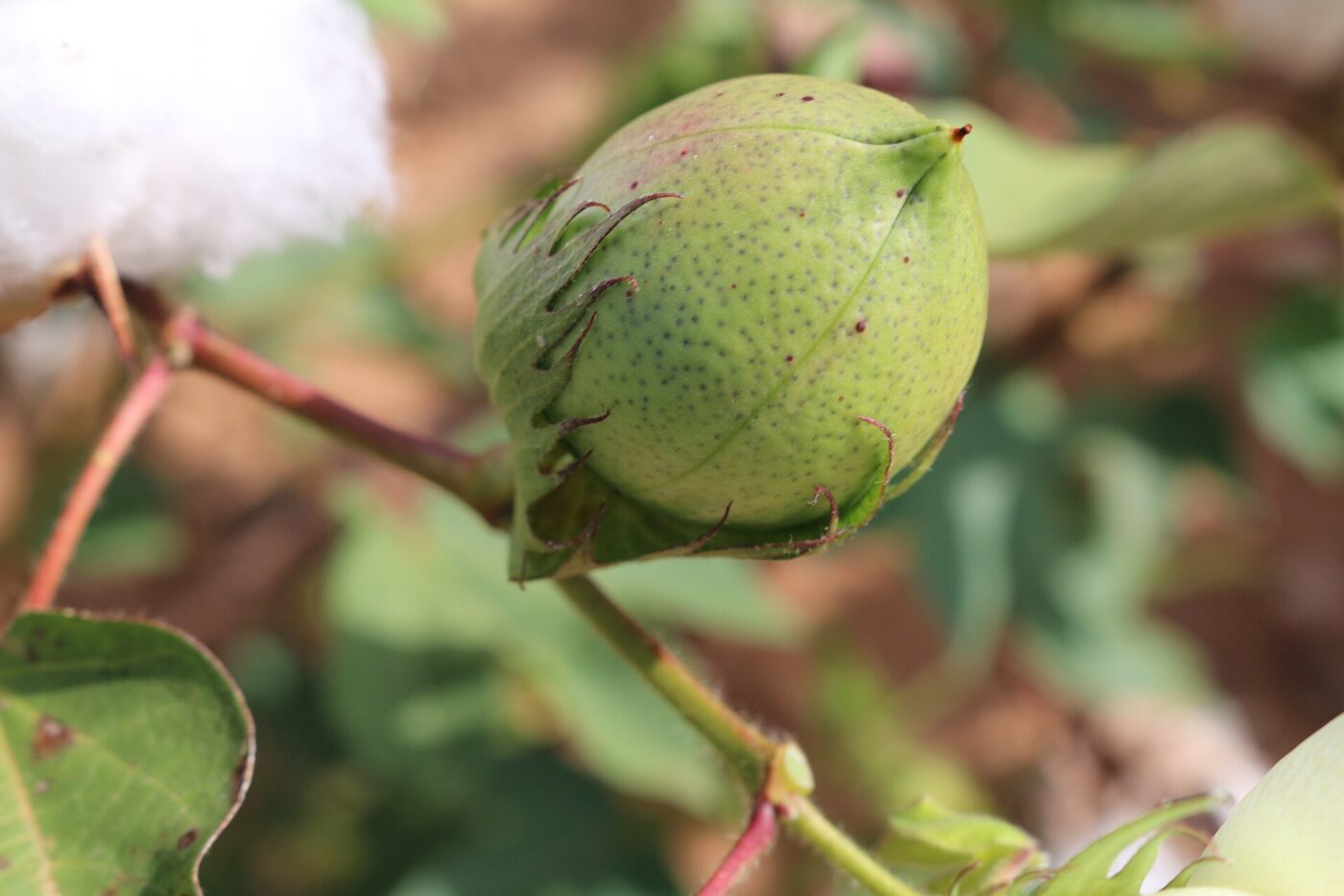A green, unopened cotton boll still closed on the plant before harvest