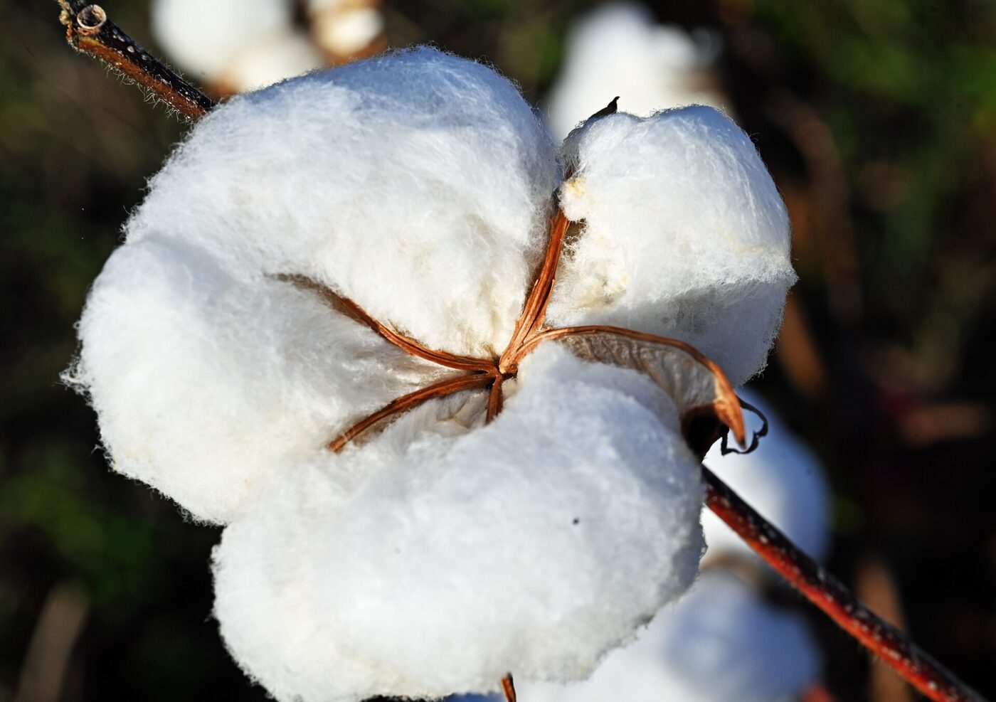 An open cotton boll on the plant with its white fiber fully burst out