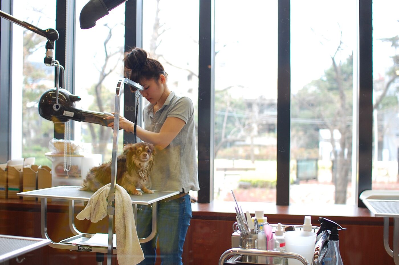 A groomer blow-dries a small long-haired dog on a grooming table in a bright salon