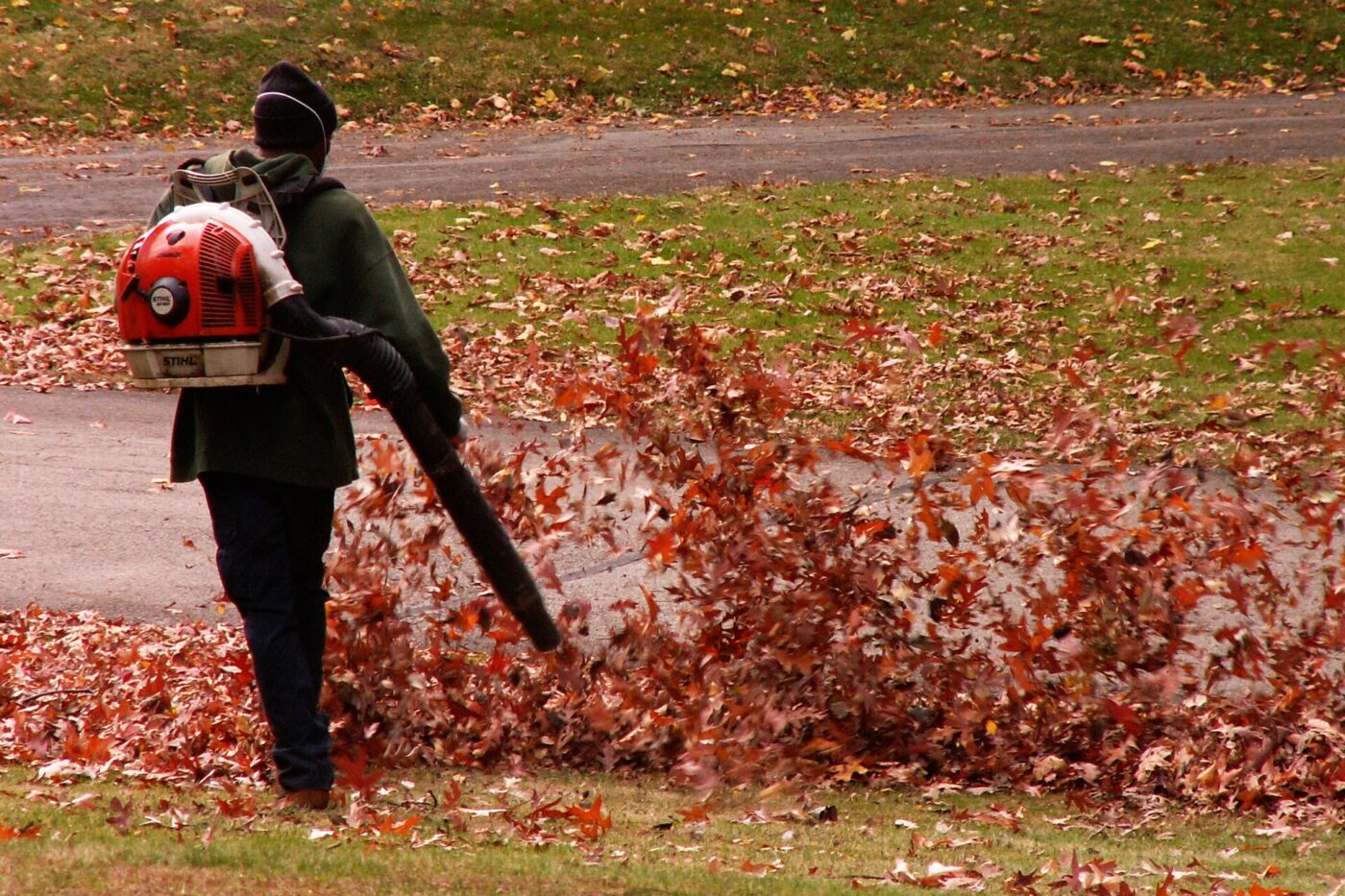 A groundskeeper uses a backpack leaf blower to push fallen autumn leaves across a lawn
