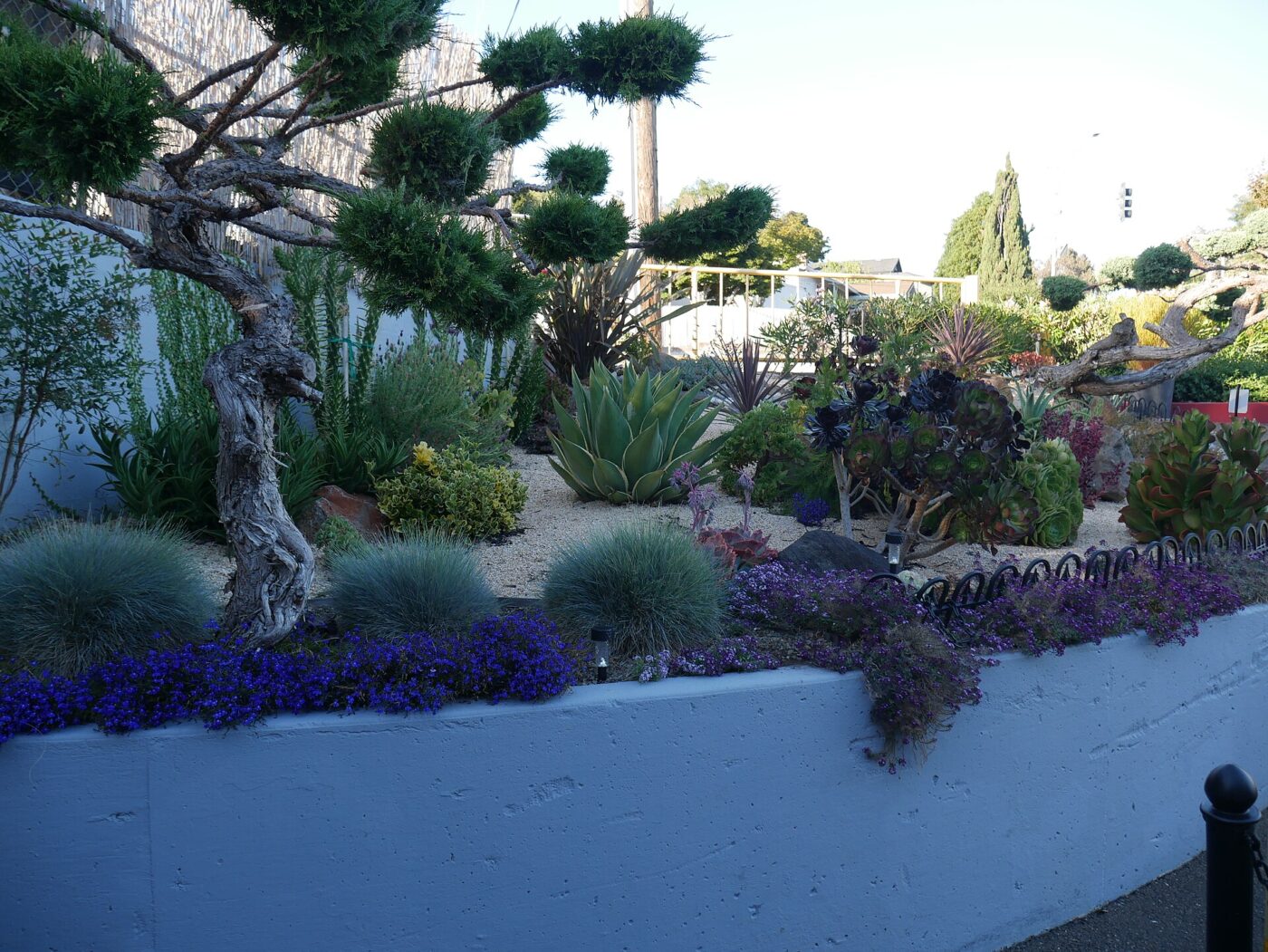 Succulents, spiky agave, blue-gray grasses and purple flowers in a gravel-mulched, drought-tolerant garden bed