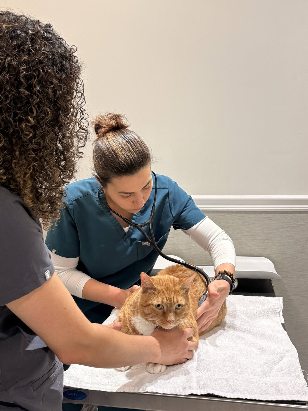 A clinic worker in scrubs checks an orange tabby cat with a stethoscope on a towel-covered exam table