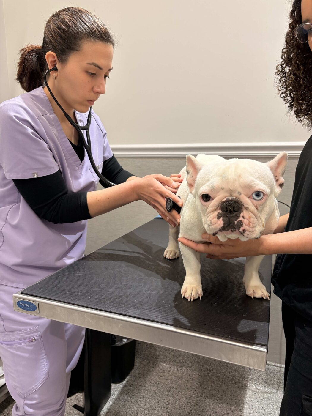 A clinic worker in scrubs listens to a white French bulldog's chest with a stethoscope on an exam table