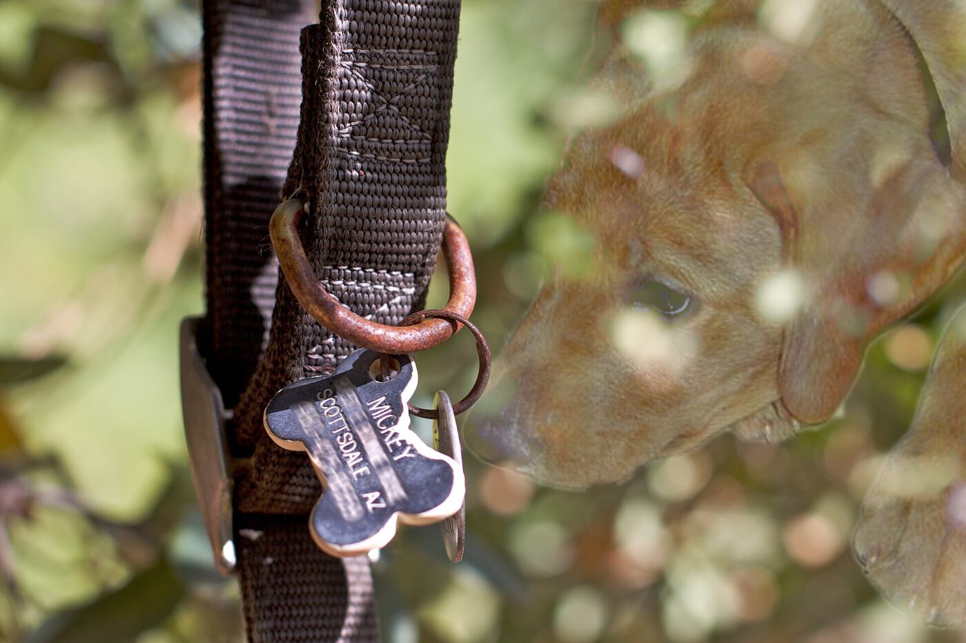 An engraved identification tag hanging from a dog's nylon collar.
