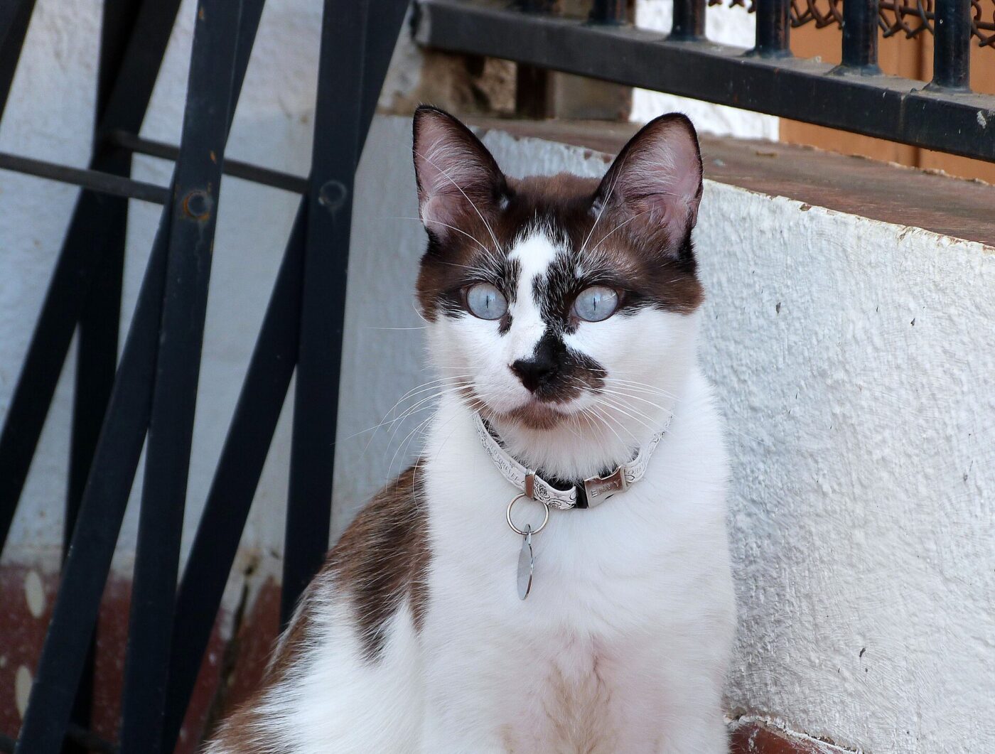 A cat wearing a collar with a small metal identification tag hanging from it.