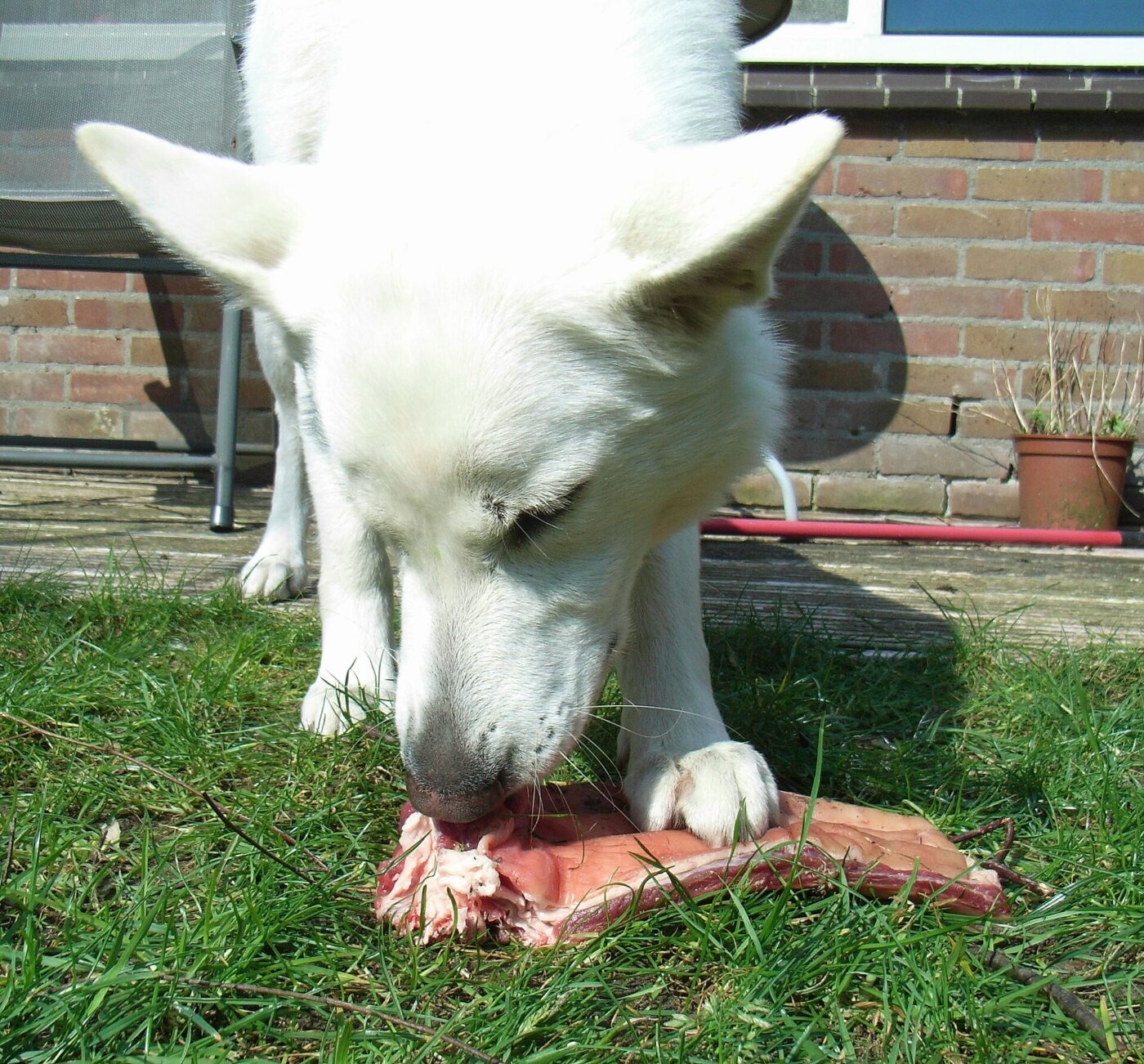 A dog eating a raw cut of meat on the bone on a back lawn