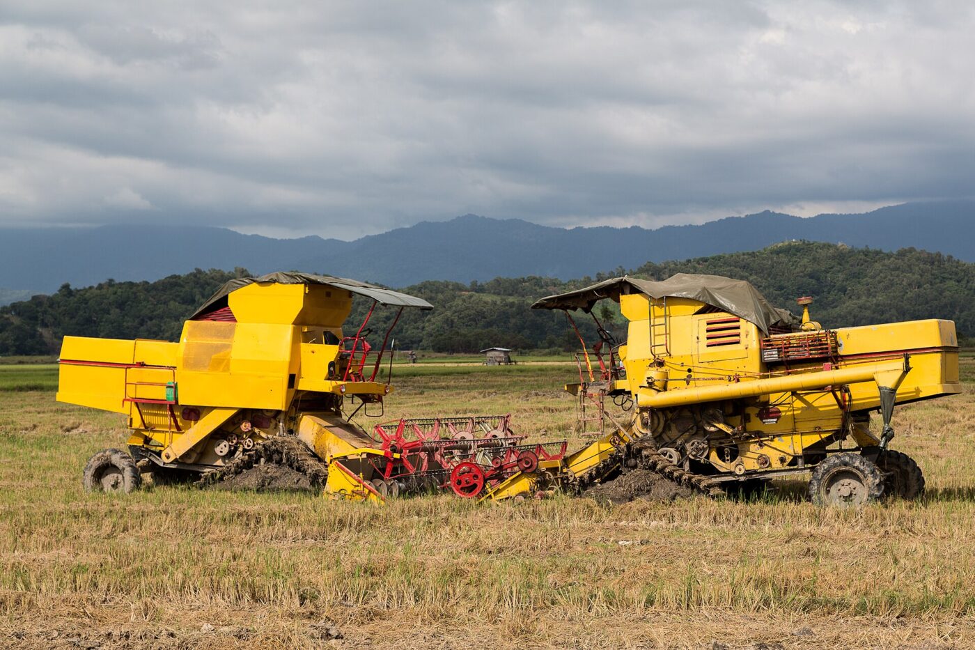 Two yellow combine harvesters standing in a cut rice field with hills behind.